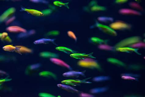 Care Guide For Glofish Fluorescent Fish For Beginners Monsters Aquarium