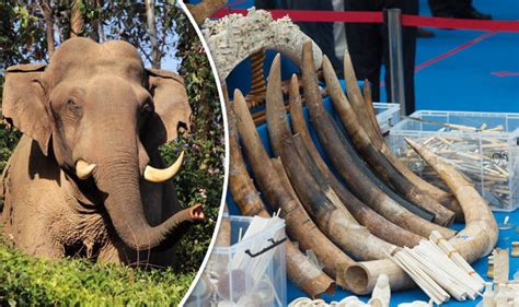 Britains Ivory Trade Revealed In Report Millions Of Elephants Killed