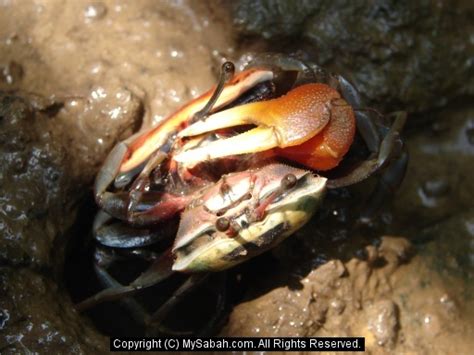 Borneo Fiddler Crabs Sabah Malaysiafiddler Crab Dsc00087