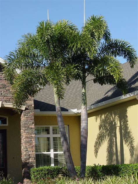 Foxtail Palm Tree Wodyetia Bifurcata Kens Nursery