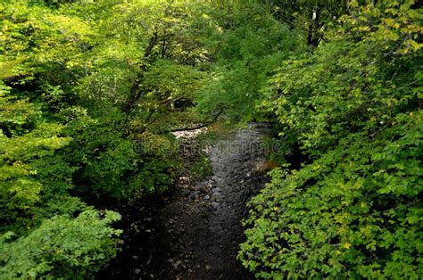 Lush Foliage With A Winding Stream Cutting Through The Forest Stock