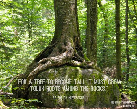 Tree Quote Tough Roots Rocks Grow Strong Tree Quotes Nature
