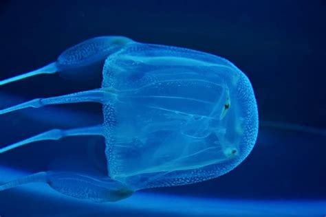 Discover The 5 Types Of Jellyfish Az Animals