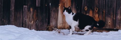 How To Help Feral Cats In Winter Helping Outdoor Cats — Animal Hearted