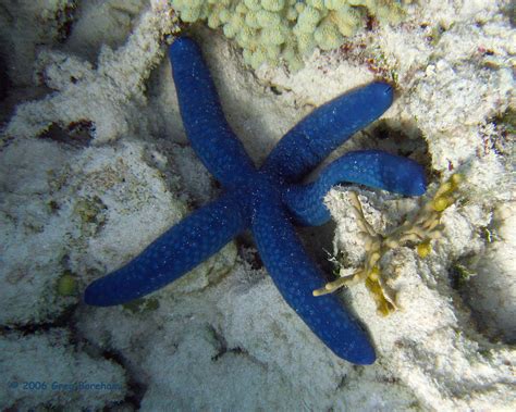 Blue Sea Star Linckia Laevigata Australia On The Great Flickr