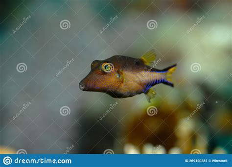 Closeup Of A Sharpnose Puffer Fish Underwater Stock Image Image Of