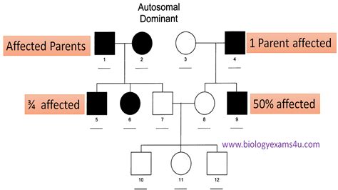 Pedigree Chart Autosomal Dominant