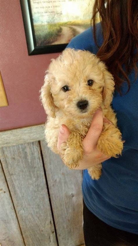 I'm interested in rescuing a corgi. Poodle Puppies For Sale | Hurricane, WV #200450 | Petzlover