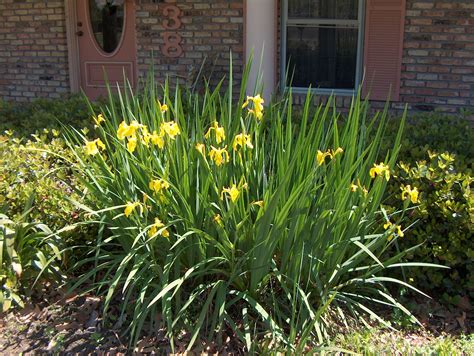 Online Plant Guide Iris Pseudacorus Yellow Flag Iris