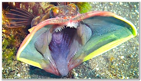 Bizarre Deep Sea Creatures Gallery Ebaum S World