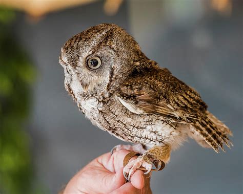 (britain) a common barn owl, of species tyto alba, found almost worldwide. Eastern Screech-owl Perched On A Falconer's Hand ...
