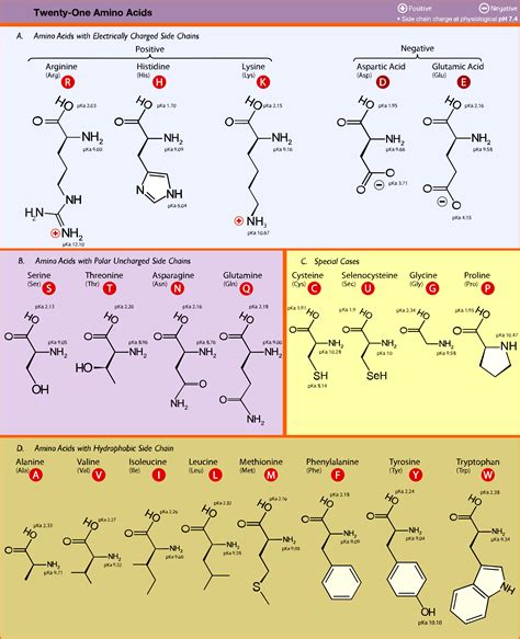 Amino Acid Chart With Abbreviations