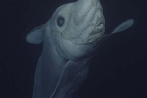 Ghost Shark Species Caught On Camera For First Time Ever