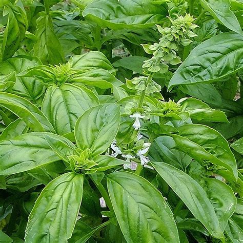 Genovese Basil Seeds Heirloom Herbs And Spices Australia