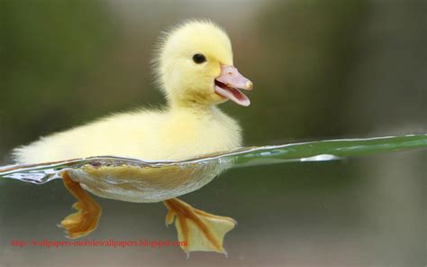 Rare Collection Of Free Wallpapers Heart Touching Refresh Duck Wallpapers