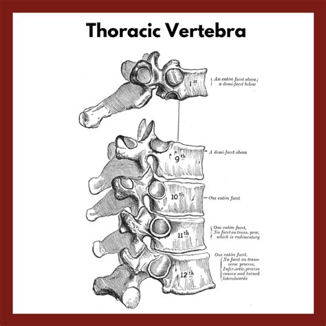 Thoracic Vertebral Body Anatomy
