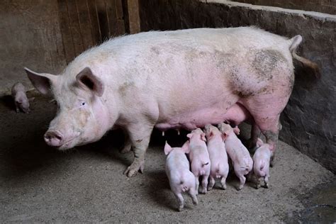 28 Ganadería Y Agricultura Fotos En 2020 Cerdos Cría De Cerdos