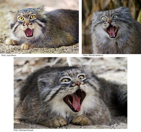 Pallas Cats Making Funny Surprised Faces Pallascat Funny Cute