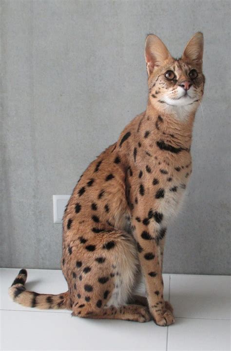 Melanistic Savannah Cat
