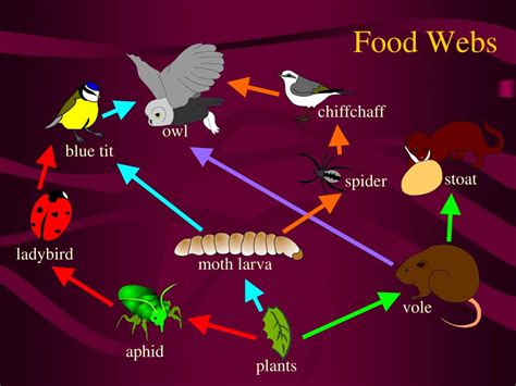 Ppt Food Chains And Food Webs Powerpoint Presentation Free Download