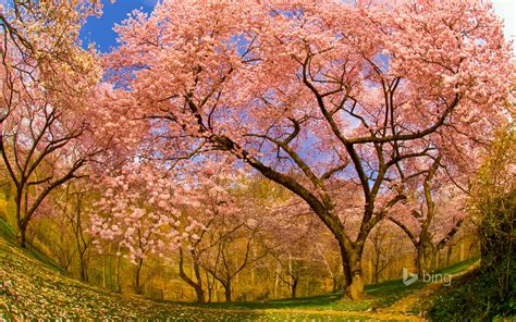 春咲く桜の木 2015 Bingの壁紙プレビュー
