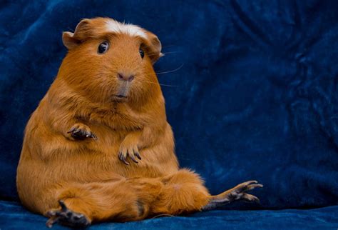 From tiny pocket pets like hamsters, gerbils and mice to larger animals like chinchillas and guinea pigs, we'll help you find the perfect little friend to welcome into your home and family. How Much do Guinea Pigs Cost? 2021 Guide - thepetsavvy.com