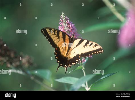 Eastern Tiger Swallowtail Butterfly Male Papilio Glaucus Stock Photo