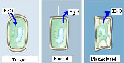 A typical cell membrane is very thin. teacher, plz explain the difference betweeen plasmolysed ...