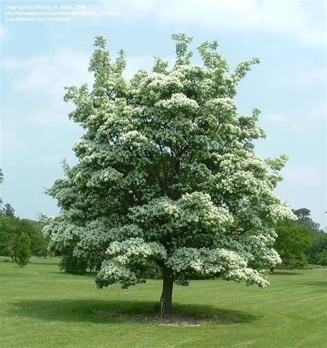 Chinese Fringe Tree Is One Of The Best And Most Under Planted Trees For