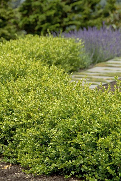 Winter Gem Boxwood Buxus Winter Gem Courville Nurseries