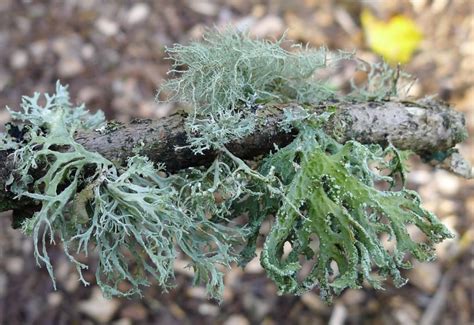 Lichens On The Web Gloucestershire Naturalists Society