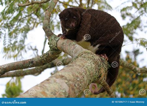 Full Grown Female Mountain Cuscus Stock Image Image Of Cuscus Female