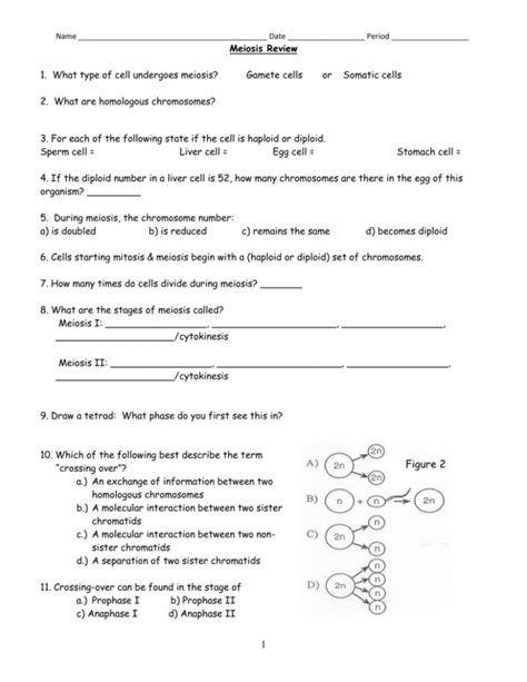 Post Section Review Meiosis Worksheet Answer Key Worksheets Private