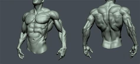 Getting Back Into Zbrush Anatomy Sculpture Human Anatomy Drawing