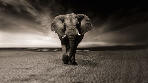3840x2160 African Elephant 4k Chromebook Wallpaper Elephant