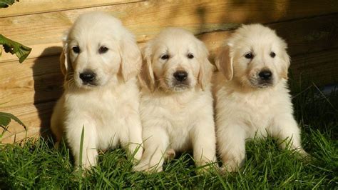 They're lively, lovable and absolutely full to the brim with loyalty and affection. Golden Retriever Puppies - Must Know Facts and Traits - Petmoo