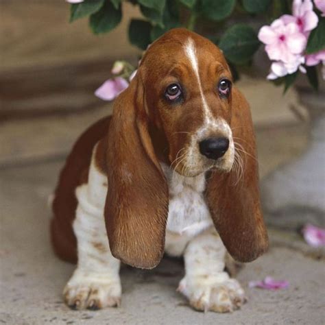 Basset Hound Cute Puppy By Connierose Basset Hound Dog Miniature