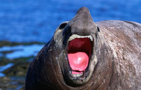 Just like humans, giraffes have 32 teeth, but most of them are positioned in the back of their mouths. 20 Animals With Joe Biden's Teeth (PHOTOS) | HuffPost