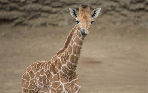 Jirafa Bebé De Zoológico Chapultepec Ya Tiene Nombre Aquí Te Decimos