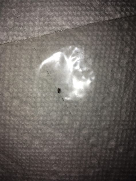 Is This A Bed Bug Found On My Pillow This Morning Rbedbugs