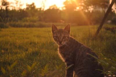 So if your feline has a love for oatmeal, you can give them an oatmeal treat as it is rich source of energy and vitamin b. Does Your Cat Go Nuts at Night? | Amherst Veterinary ...