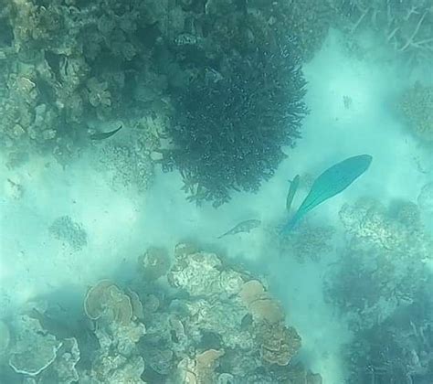 Coral Bay Snorkeling Photo