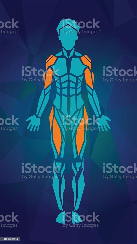 Anatomy Of Female Muscular System Front View Stock Illustration
