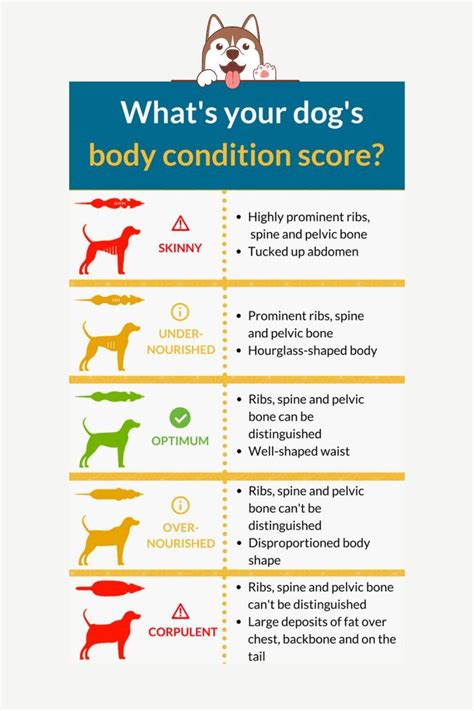 Body Condition Score For Dogs Bcs In 2023 Body Condition Dog