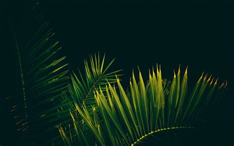 Download Wallpaper 3840x2400 Leaves Branches Palm Trees