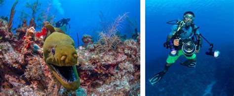 Grand Cayman Diving Ambassador Divers Cayman Islands
