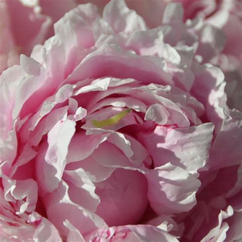Allysons flowers lawrence kansas local florist delivery since 1969 ks Tall Tales from Kansas: Farmers Market | Tall tales ...