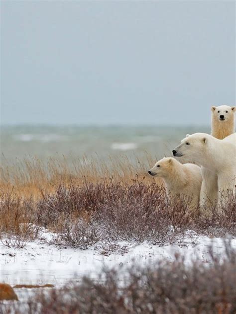 Churchill Polar Bear Bing Wallpaper Download