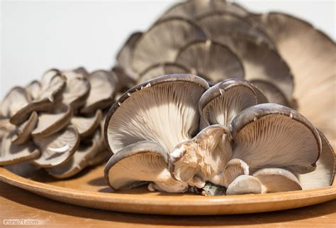 Oyster Mushrooms Pleurotus Ostreatus Recipe Gone71° N