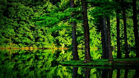 Free Download Green Forest Image 1869 Hdwpro 1366x768 For Your